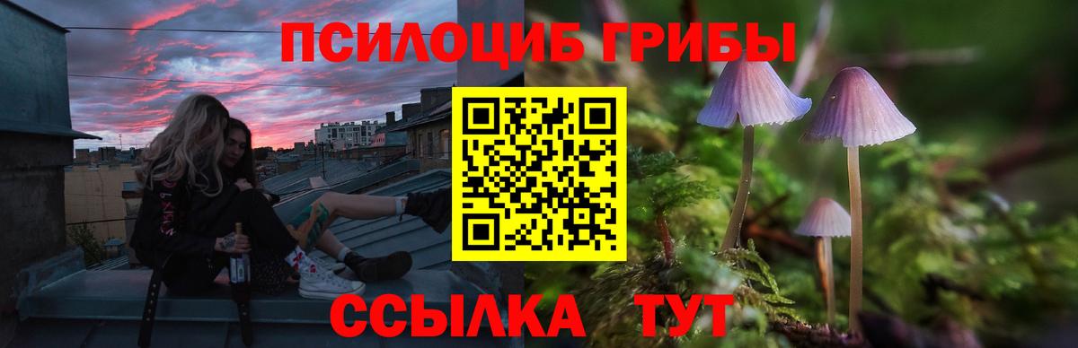 Псилоцибиновые грибы Cubensis  Вход с VPN  Псилоцибиновые грибы прущие грибы  Полевской 